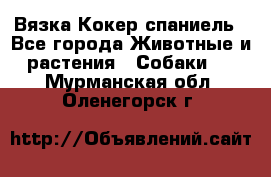 Вязка Кокер спаниель - Все города Животные и растения » Собаки   . Мурманская обл.,Оленегорск г.